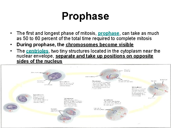 Prophase • The first and longest phase of mitosis, prophase, can take as much