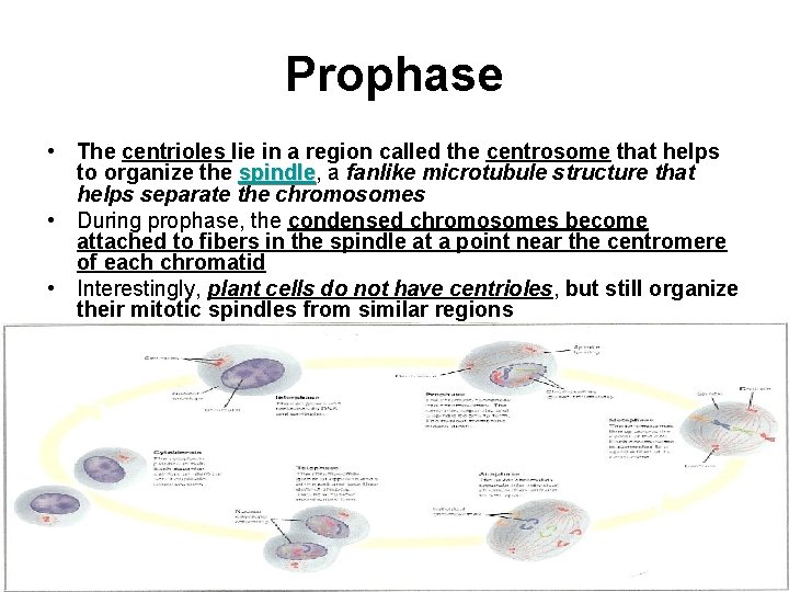 Prophase • The centrioles lie in a region called the centrosome that helps to