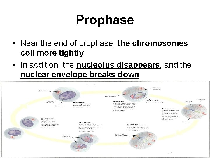 Prophase • Near the end of prophase, the chromosomes coil more tightly • In