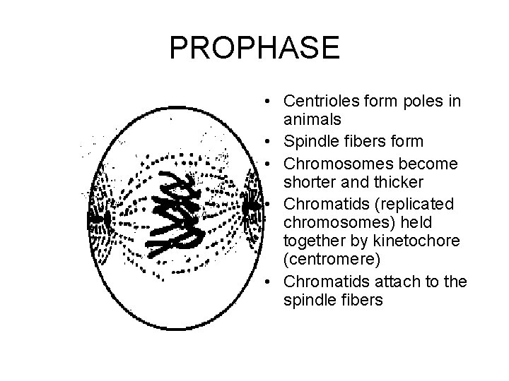 PROPHASE • Centrioles form poles in animals • Spindle fibers form • Chromosomes become