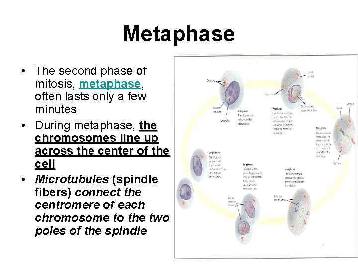 Metaphase • The second phase of mitosis, metaphase, often lasts only a few minutes