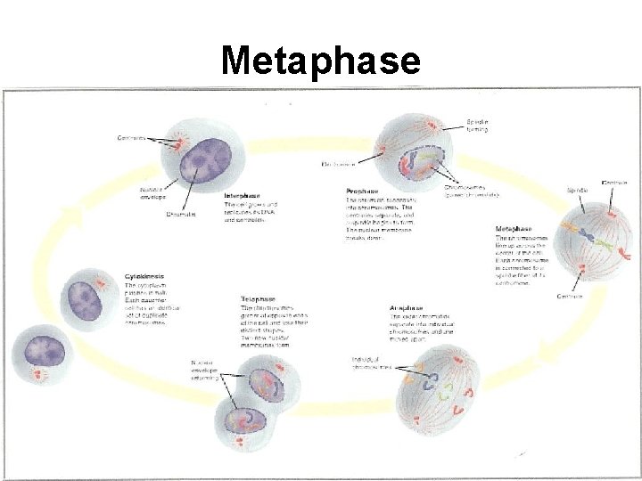 Metaphase 