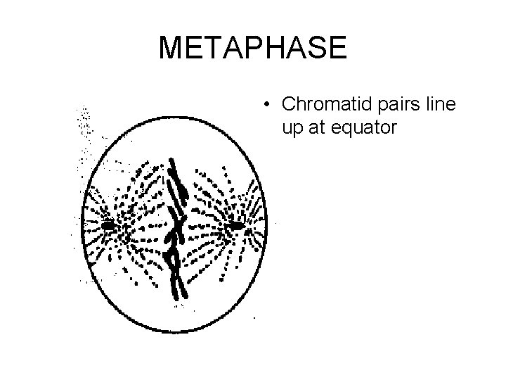 METAPHASE • Chromatid pairs line up at equator 