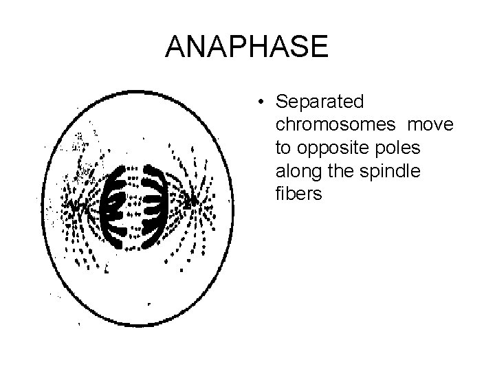 ANAPHASE • Separated chromosomes move to opposite poles along the spindle fibers 