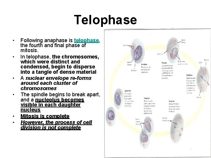 Telophase • • • Following anaphase is telophase, the fourth and final phase of