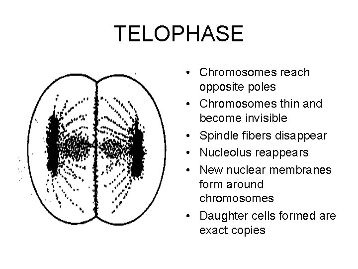 TELOPHASE • Chromosomes reach opposite poles • Chromosomes thin and become invisible • Spindle