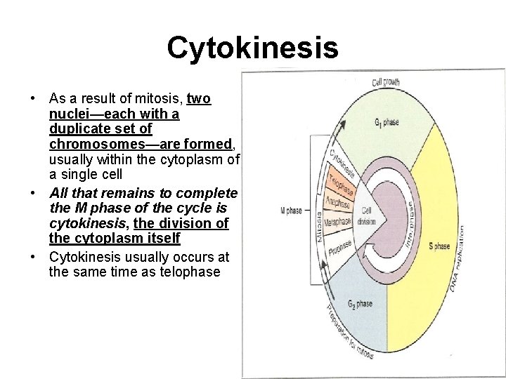Cytokinesis • As a result of mitosis, two nuclei—each with a duplicate set of