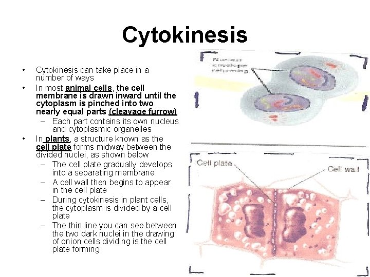 Cytokinesis • • • Cytokinesis can take place in a number of ways In
