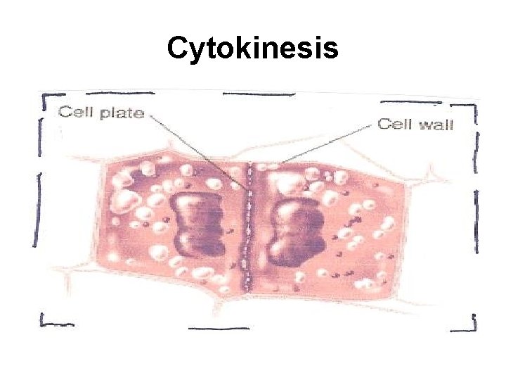 Cytokinesis 