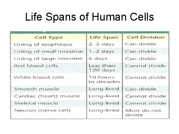 Life Spans of Human Cells 