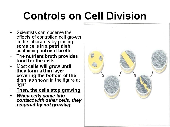 Controls on Cell Division • Scientists can observe the effects of controlled cell growth