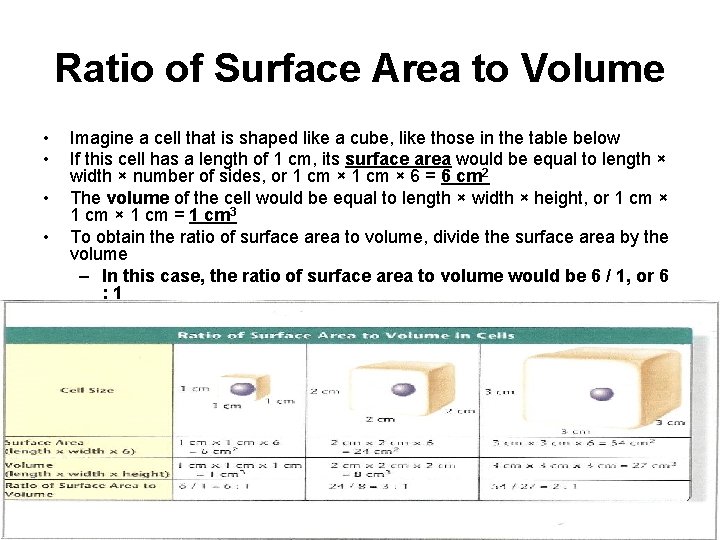 Ratio of Surface Area to Volume • • Imagine a cell that is shaped