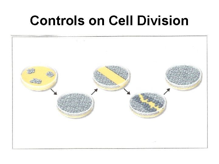 Controls on Cell Division 