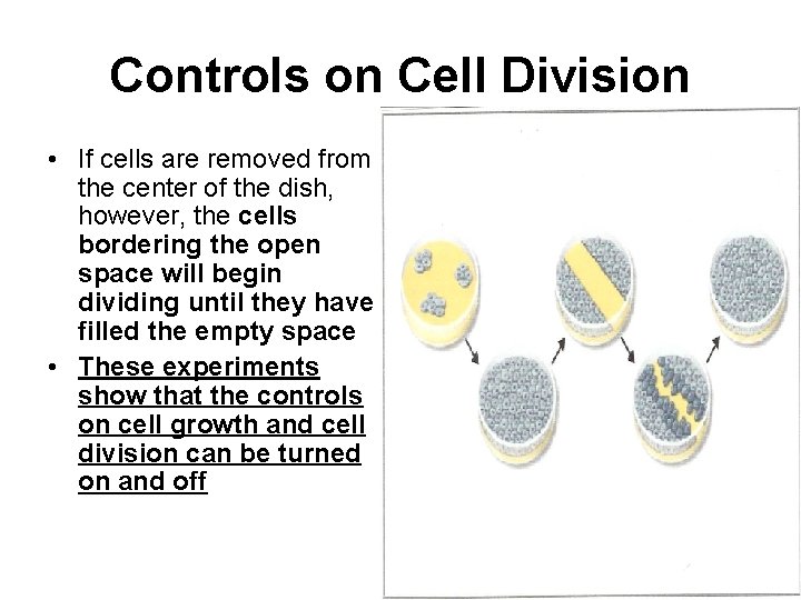 Controls on Cell Division • If cells are removed from the center of the