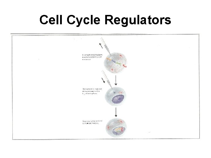 Cell Cycle Regulators 