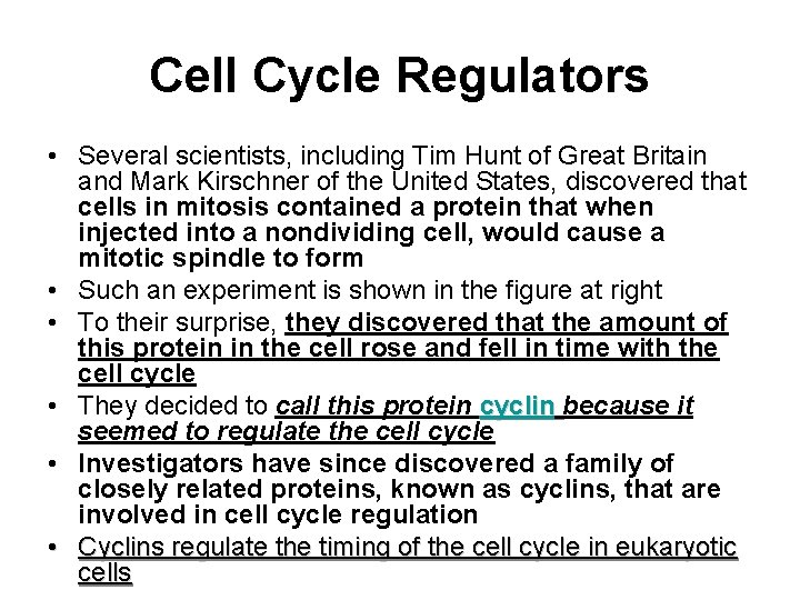 Cell Cycle Regulators • Several scientists, including Tim Hunt of Great Britain and Mark