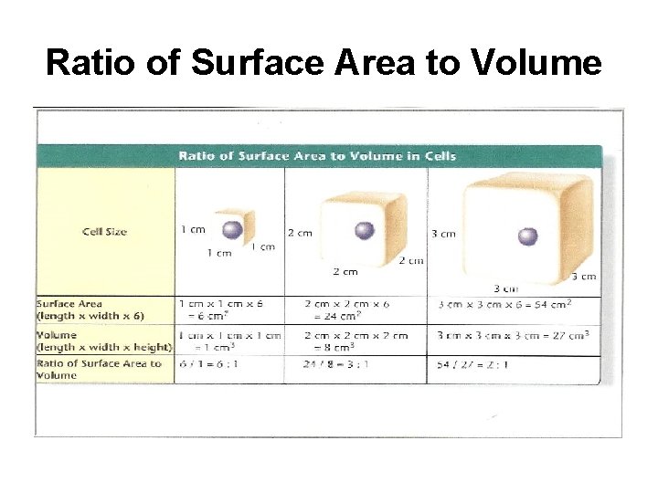 Ratio of Surface Area to Volume 