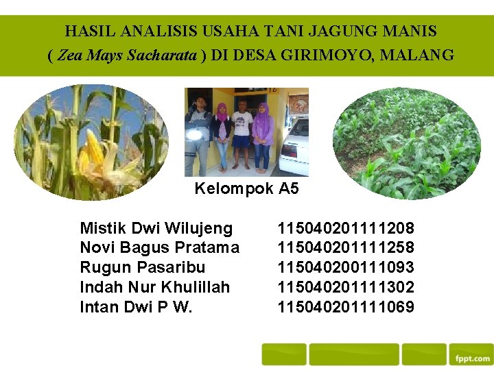 HASIL ANALISIS USAHA TANI JAGUNG MANIS ( Zea Mays Sacharata ) DI DESA GIRIMOYO, HASIL ANALISIS USAHA TANI JAGUNG MANIS ( Zea Mays Sacharata ) DI DESA GIRIMOYO,