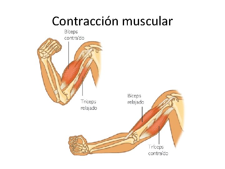 Contracción muscular 