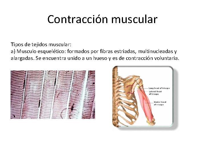 Contracción muscular Tipos de tejidos muscular: a) Musculo esquelético: formados por fibras estriadas, multinucleadas