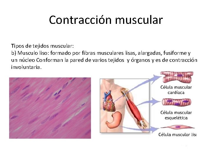 Contracción muscular Tipos de tejidos muscular: b) Musculo liso: formado por fibras musculares lisas,