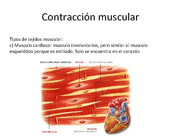 Contracción muscular Tipos de tejidos muscular: c) Musculo cardiaco: musculo involuntarios, pero similar al