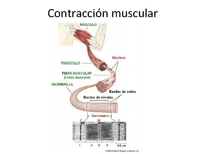 Contracción muscular 