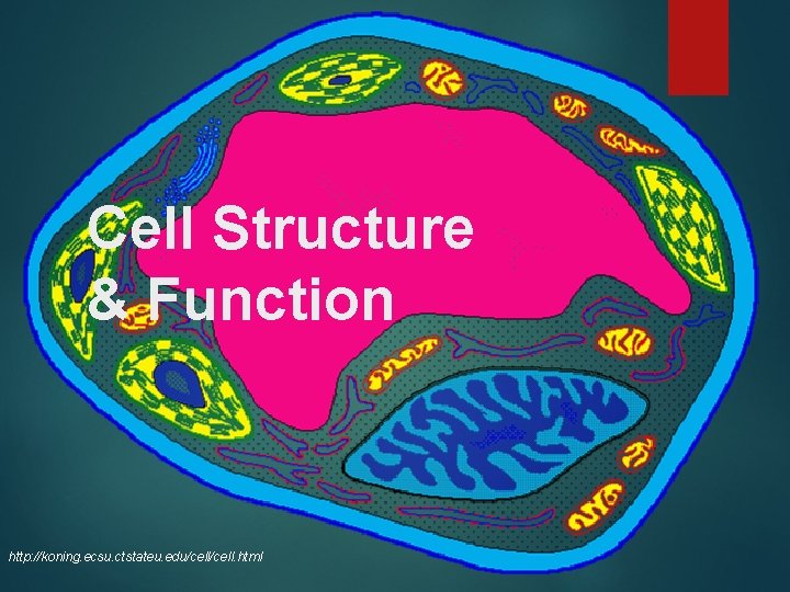 Cell Structure & Function http: //koning. ecsu. ctstateu. edu/cell. html 