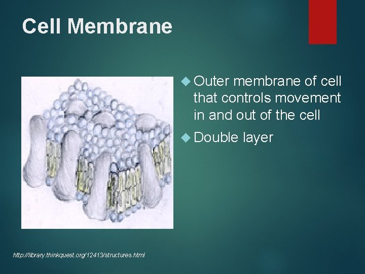 Cell Membrane Outer membrane of cell that controls movement in and out of the
