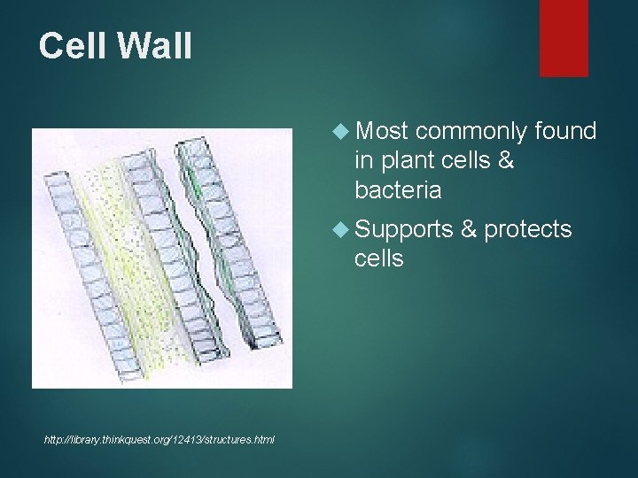 Cell Wall Most commonly found in plant cells & bacteria Supports cells http: //library.