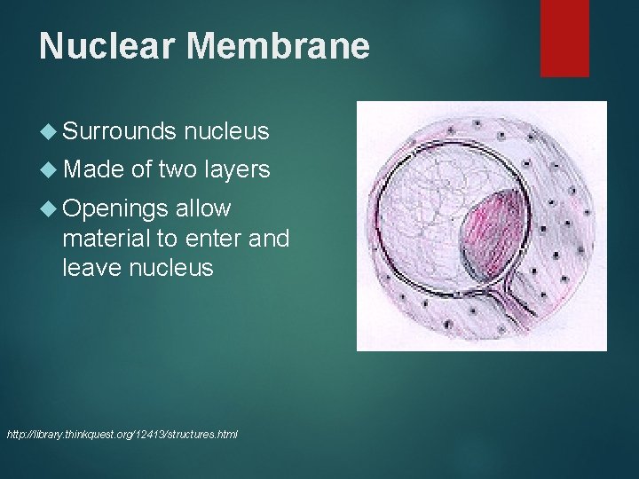 Nuclear Membrane Surrounds Made nucleus of two layers Openings allow material to enter and