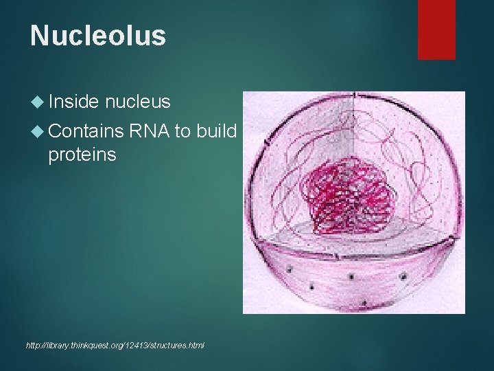 Nucleolus Inside nucleus Contains RNA to build proteins http: //library. thinkquest. org/12413/structures. html 