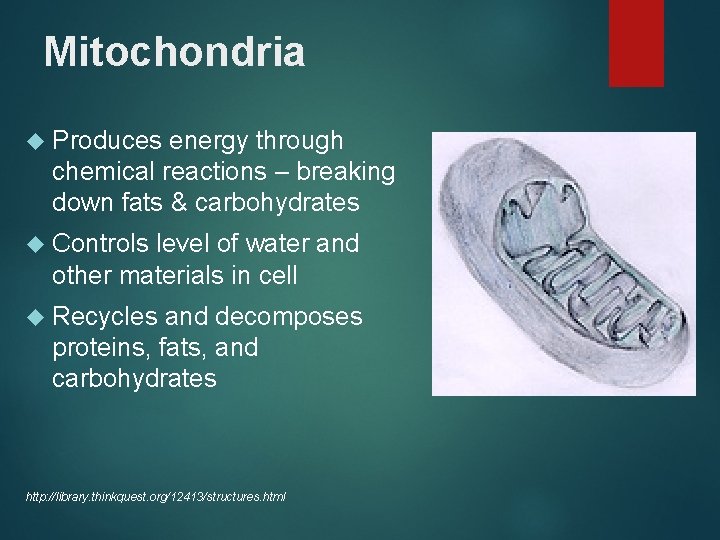 Mitochondria Produces energy through chemical reactions – breaking down fats & carbohydrates Controls level