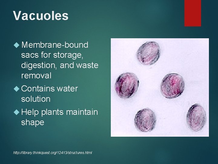 Vacuoles Membrane-bound sacs for storage, digestion, and waste removal Contains water solution Help plants