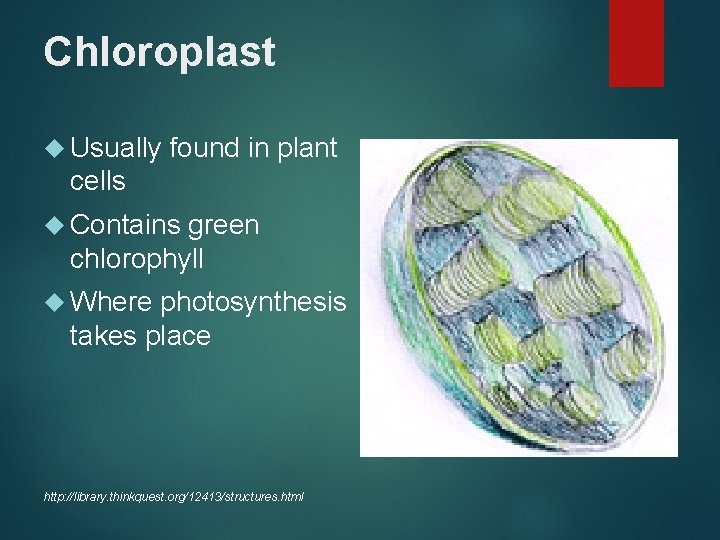 Chloroplast Usually found in plant cells Contains green chlorophyll Where photosynthesis takes place http: