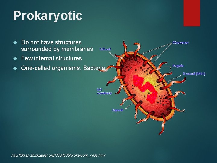 Prokaryotic Do not have structures surrounded by membranes Few internal structures One-celled organisms, Bacteria