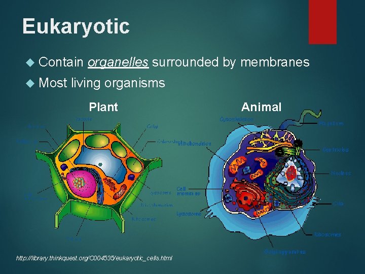 Eukaryotic Contain Most organelles surrounded by membranes living organisms Plant http: //library. thinkquest. org/C