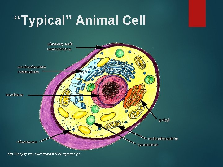 “Typical” Animal Cell http: //web. jjay. cuny. edu/~acarpi/NSC/images/cell. gif 