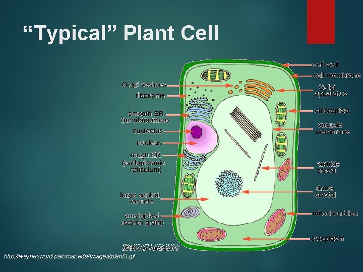 “Typical” Plant Cell http: //waynesword. palomar. edu/images/plant 3. gif 