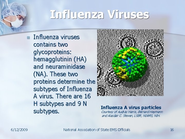 Influenza Viruses n 6/12/2009 Influenza viruses contains two glycoproteins: hemagglutinin (HA) and neuraminidase (NA).