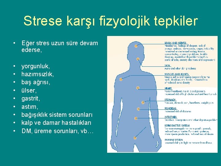 Strese karşı fizyolojik tepkiler • Eğer stres uzun süre devam ederse, • • •