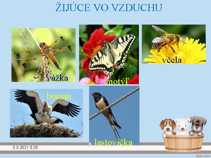 ŽIJÚCE VO VZDUCHU včela vážka motýľ bocian 3. 3. 2021 5: 25 lastovička 