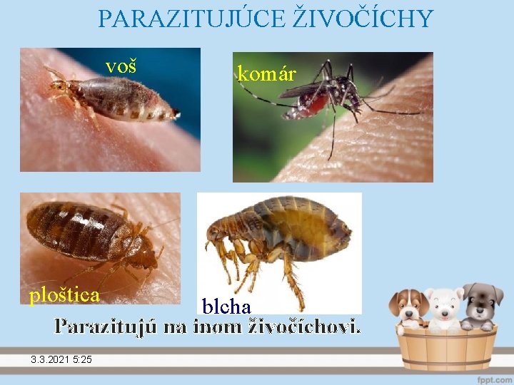 PARAZITUJÚCE ŽIVOČÍCHY voš komár ploštica blcha Parazitujú na inom živočíchovi. 3. 3. 2021 5: