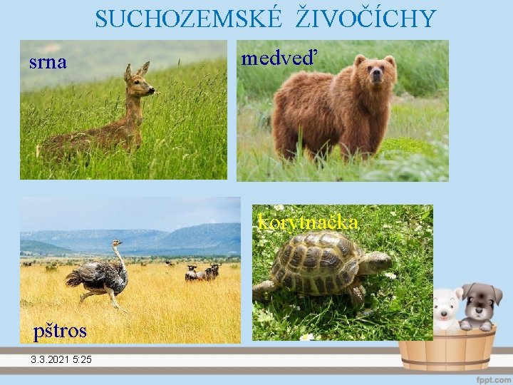 SUCHOZEMSKÉ ŽIVOČÍCHY srna medveď korytnačka pštros 3. 3. 2021 5: 25 