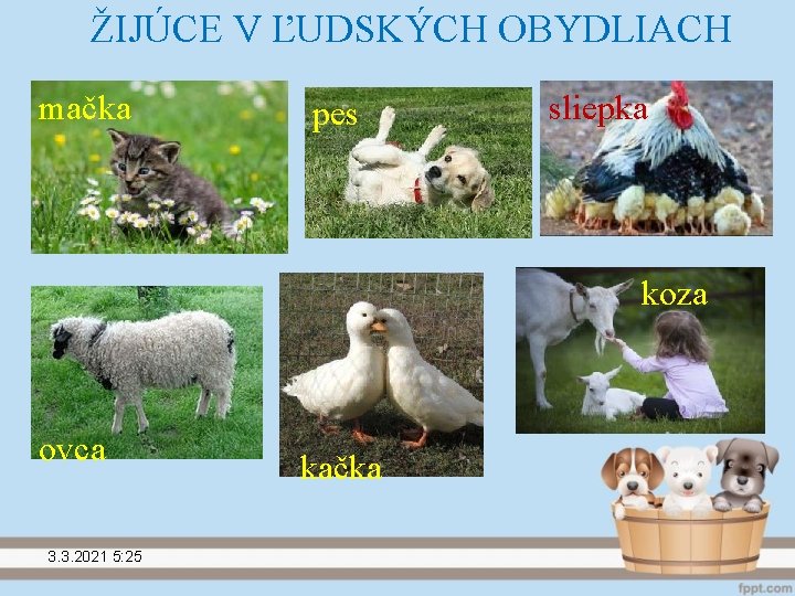 ŽIJÚCE V ĽUDSKÝCH OBYDLIACH mačka pes sliepka koza ovca 3. 3. 2021 5: 25