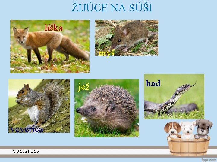 ŽIJÚCE NA SÚŠI líška myš jež veverica 3. 3. 2021 5: 25 had 