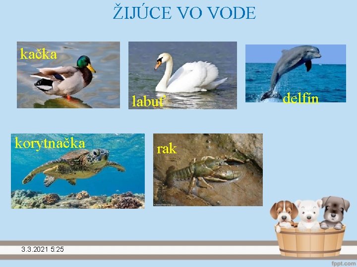 ŽIJÚCE VO VODE kačka labuť korytnačka 3. 3. 2021 5: 25 rak delfín 