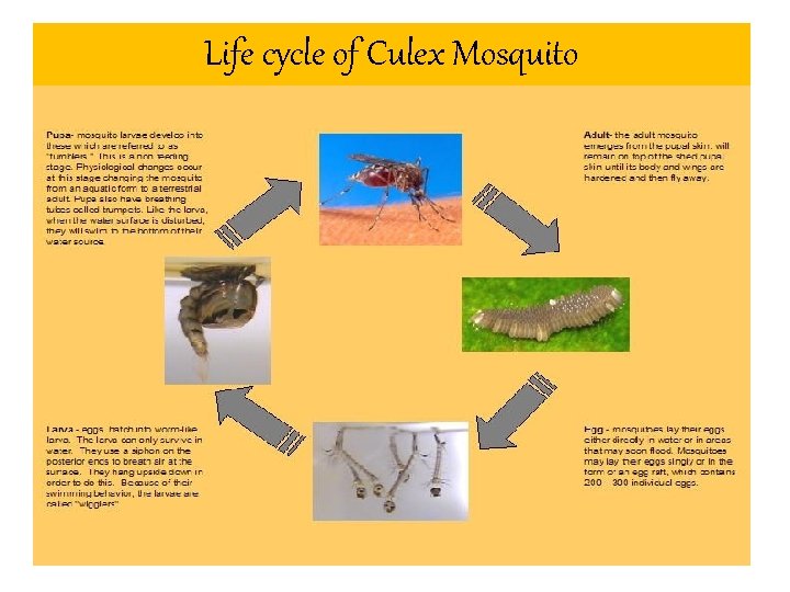 Life cycle of Culex Mosquito 