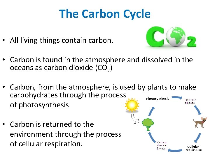 The Carbon Cycle • All living things contain carbon. • Carbon is found in