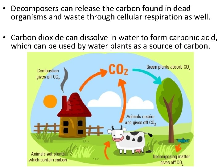  • Decomposers can release the carbon found in dead organisms and waste through